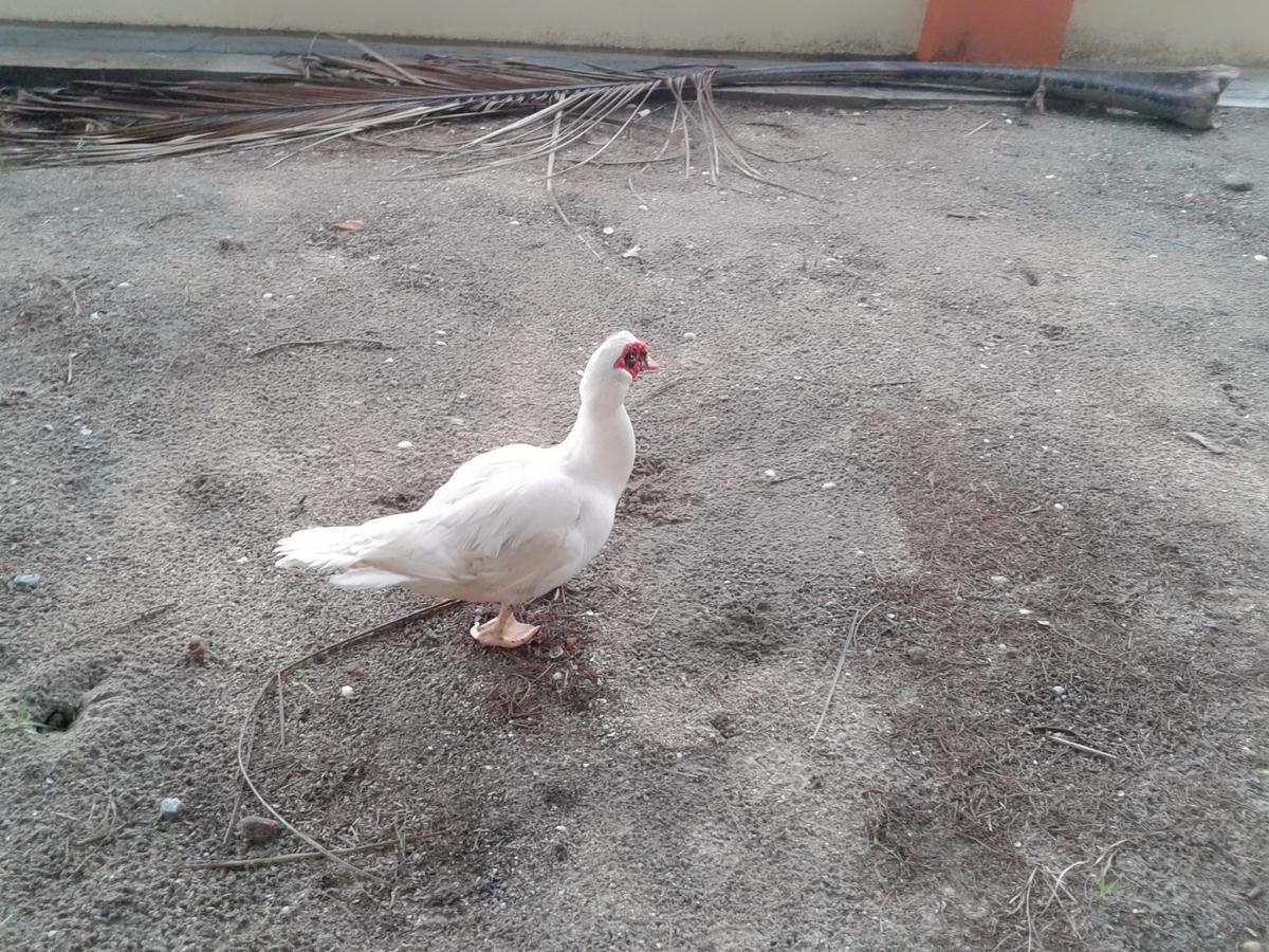 Chavara Regant Lake Village, Kollam. מראה חיצוני תמונה